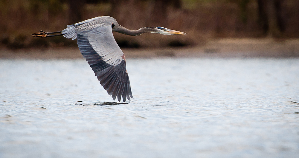 Washington, DC | Waterfowl Sanctuary | Heron | Wildlife Photography | Kami Swingle